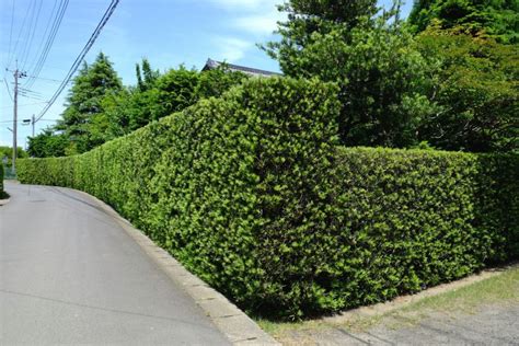 植栽 種類|庭木におすすめの常緑樹38種！低木、中木、高木、花木、果樹、。